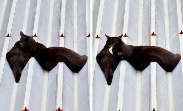 Look Twice (36 pics)
