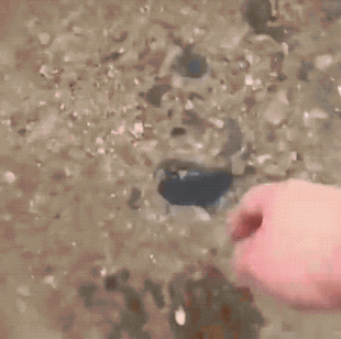 Wins And Fails (42 gifs)