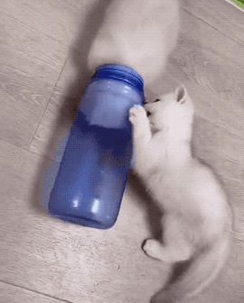 Wins And Fails (42 gifs)