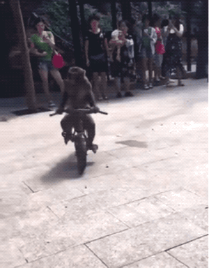 Wins And Fails (42 gifs)