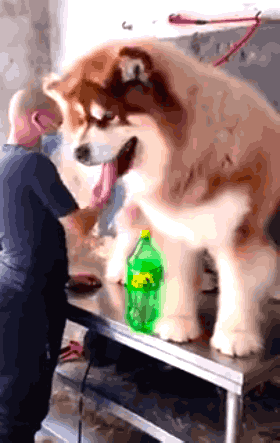 Wins And Fails (42 gifs)