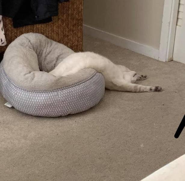 Acid Picdump 1 (88 pics)
