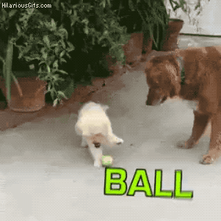 Wins And Fails (42 gifs)