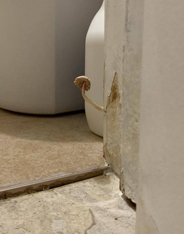 Unexpected Finds In Bathrooms (15 pics)