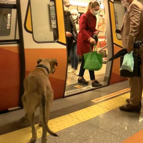 Dog That Uses Public Transport To Travel Around Istanbul (16 pics)