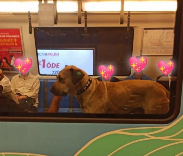Dog That Uses Public Transport To Travel Around Istanbul (16 pics)