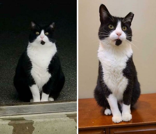 Pets Losing Weight (33 pics)