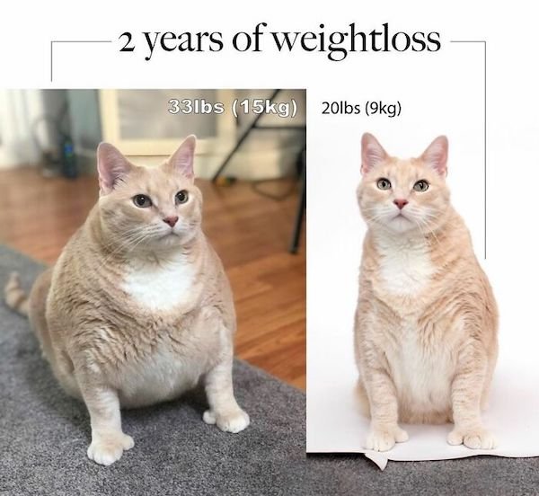 Pets Losing Weight (33 pics)