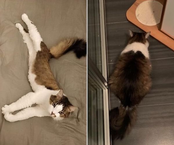 Pets Losing Weight (33 pics)