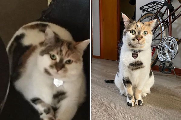 Pets Losing Weight (33 pics)