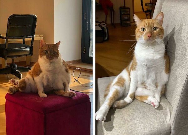 Pets Losing Weight (33 pics)