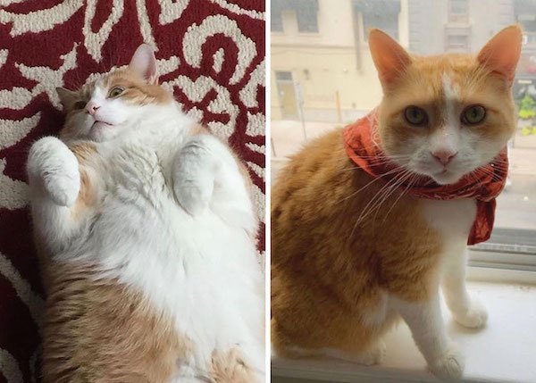 Pets Losing Weight (33 pics)