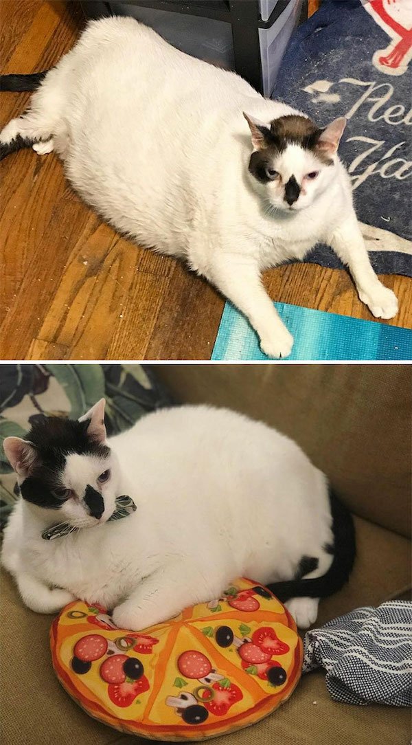 Pets Losing Weight (33 pics)