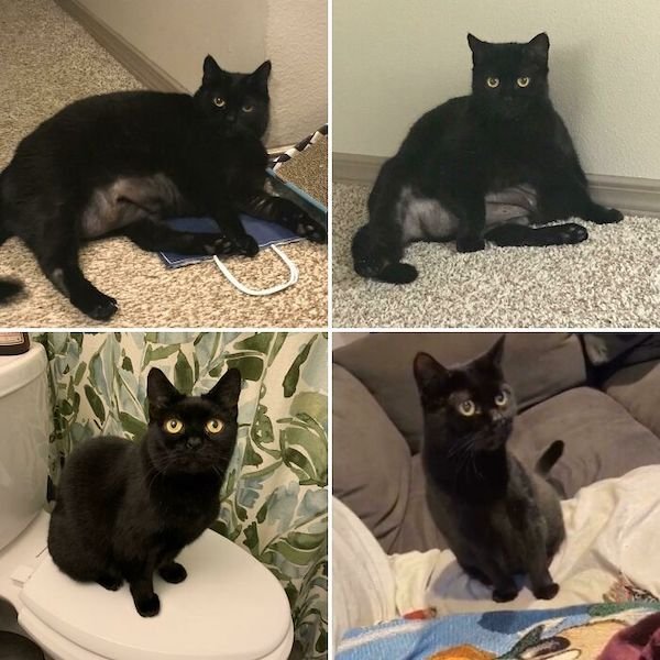Pets Losing Weight (33 pics)