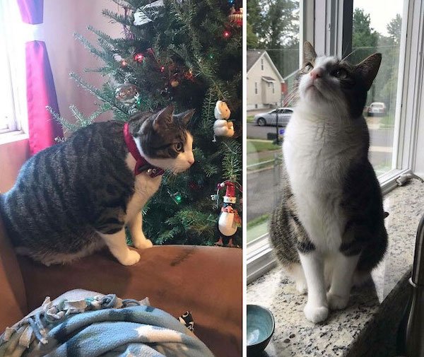 Pets Losing Weight (33 pics)
