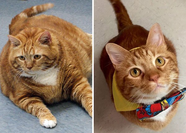 Pets Losing Weight (33 pics)