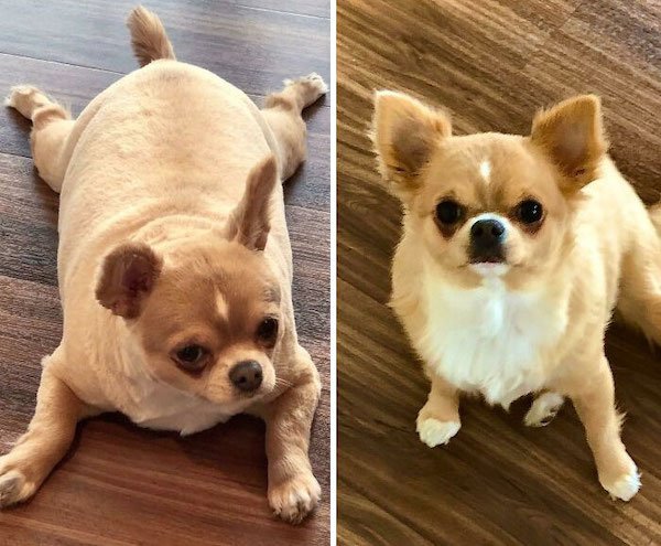 Pets Losing Weight (33 pics)
