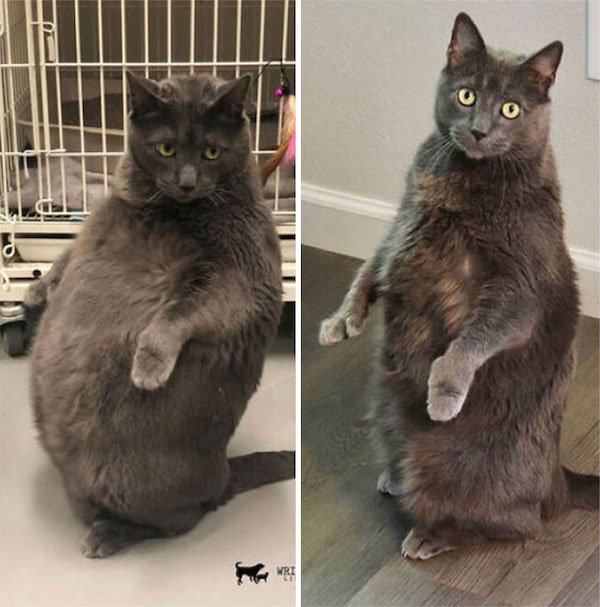 Pets Losing Weight (33 pics)
