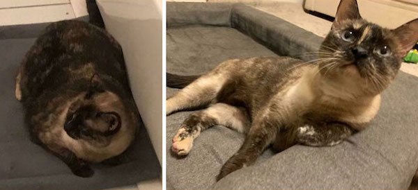 Pets Losing Weight (33 pics)