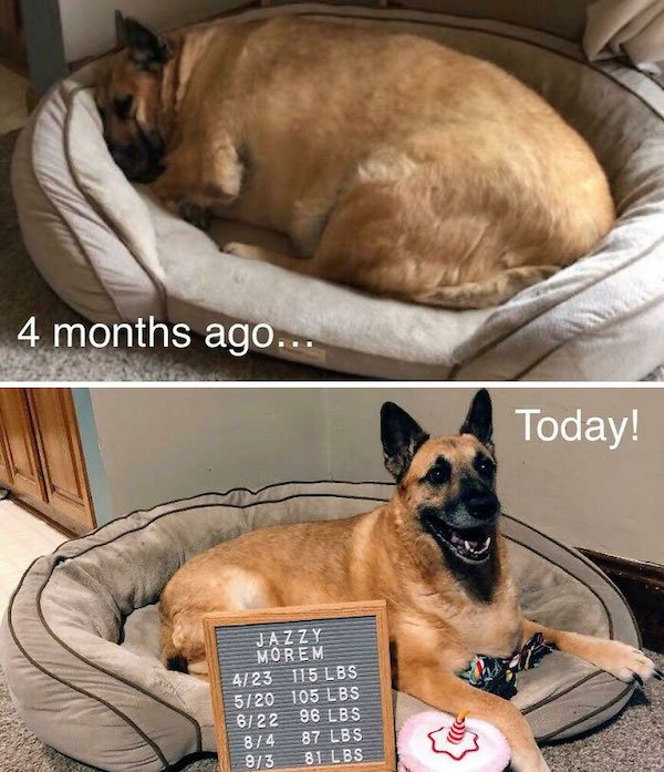 Pets Losing Weight (33 pics)