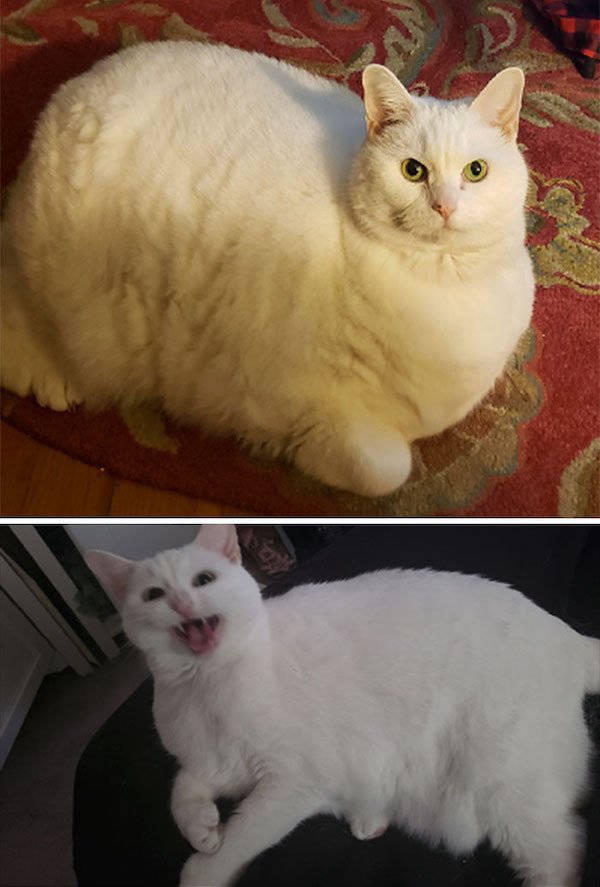Pets Losing Weight (33 pics)