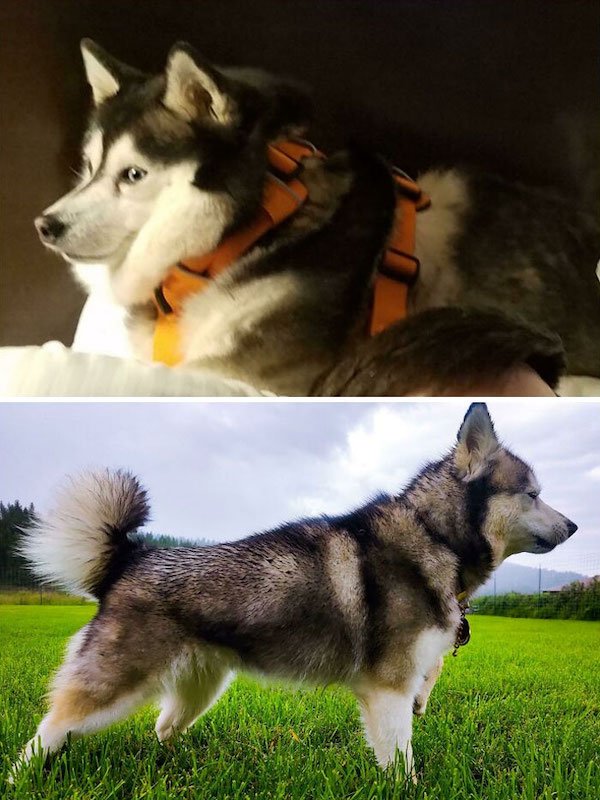 Pets Losing Weight (33 pics)