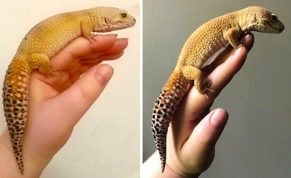 Pets Losing Weight (33 pics)