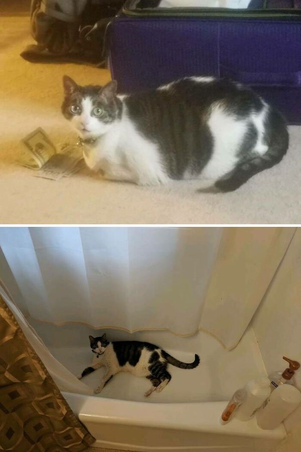 Pets Losing Weight (33 pics)