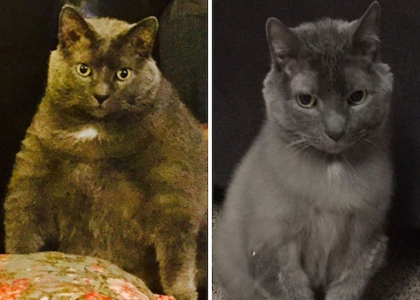 Pets Losing Weight (33 pics)