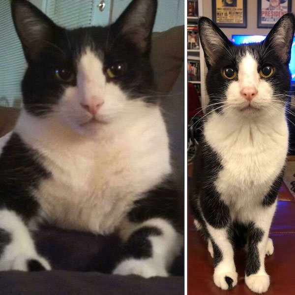 Pets Losing Weight (33 pics)