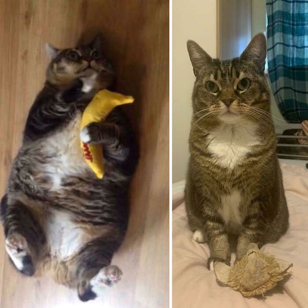 Pets Losing Weight (33 pics)