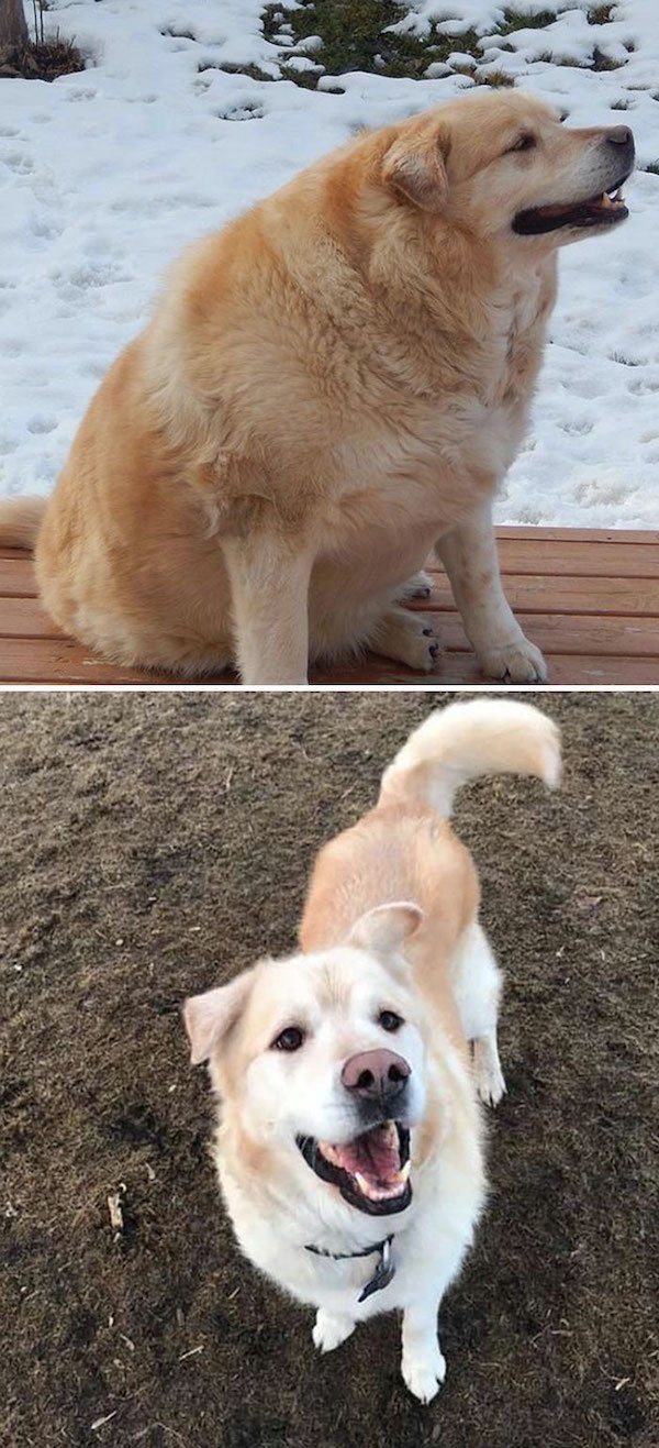 Pets Losing Weight (33 pics)