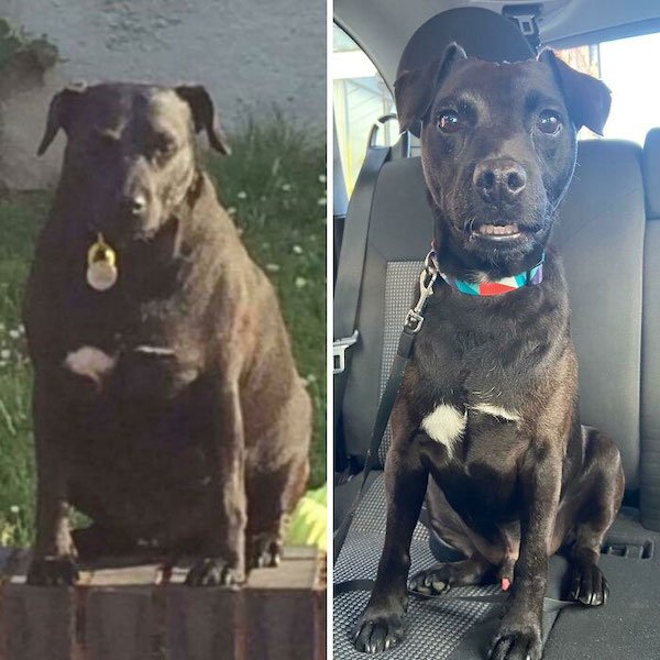 Pets Losing Weight (33 pics)