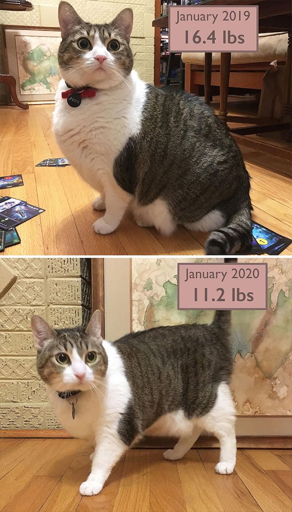 Pets Losing Weight (33 pics)