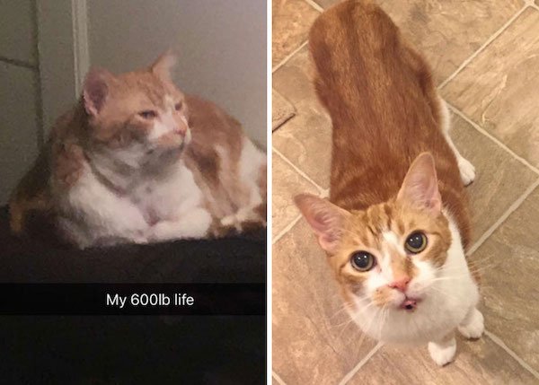 Pets Losing Weight (33 pics)