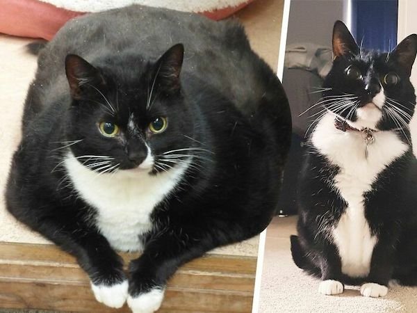 Pets Losing Weight (33 pics)