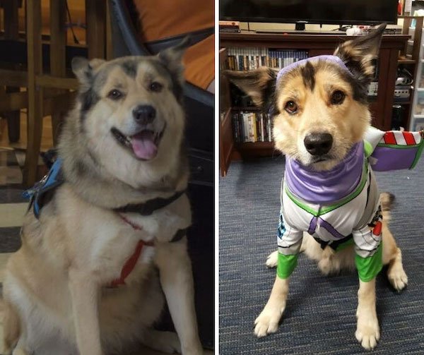 Pets Losing Weight (33 pics)