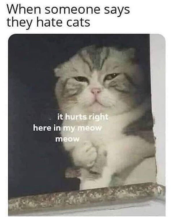 Cat Memes (35 pics)