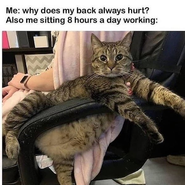 Cat Memes (35 pics)
