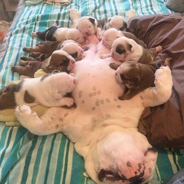 About Parenting (37 pics)