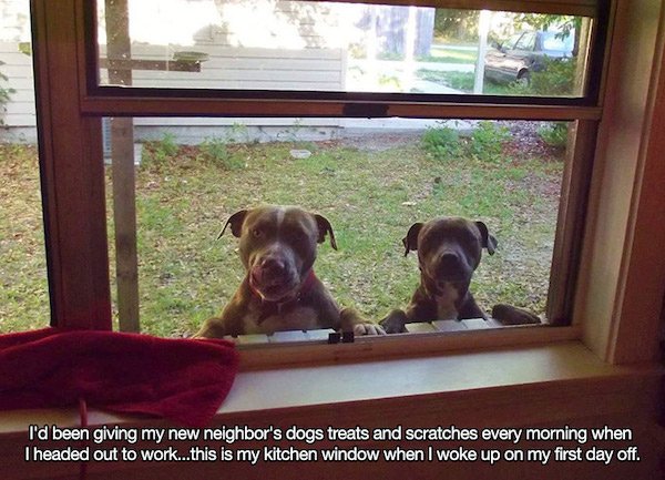 Wholesome Stories (34 pics)
