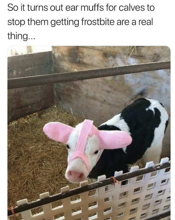 Wholesome Stories (34 pics)