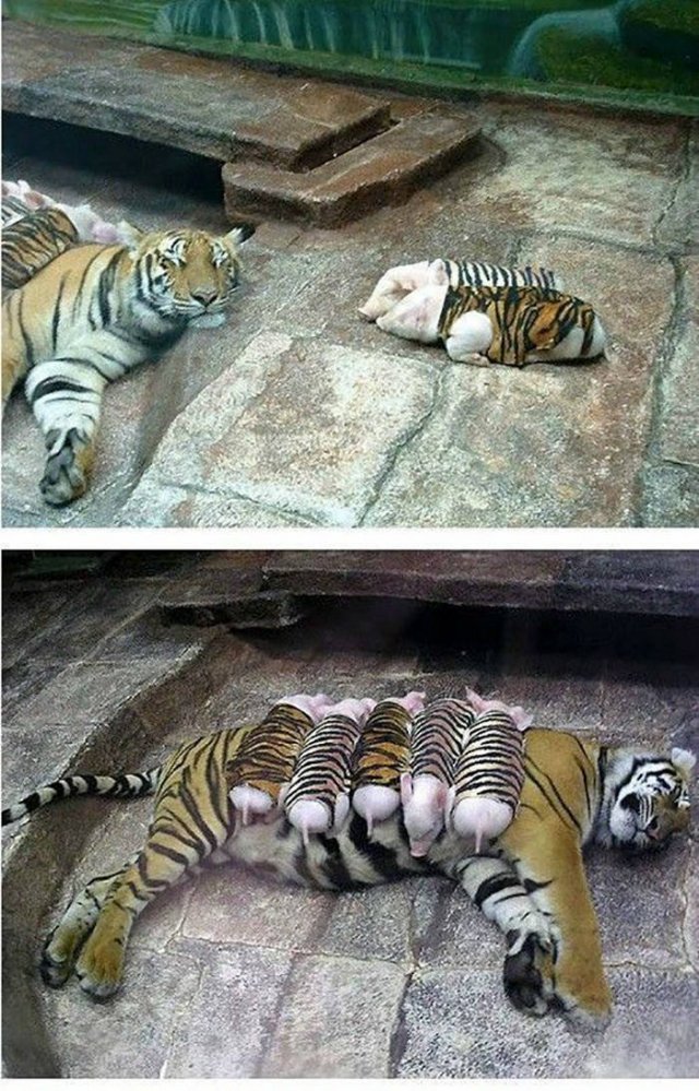 Wholesome Stories (52 pics)