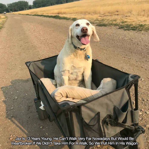 Wholesome Stories (52 pics)