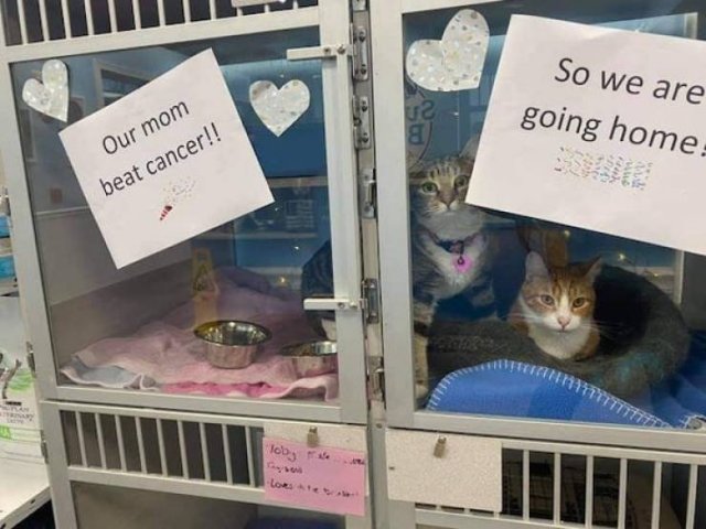 Wholesome Stories (52 pics)