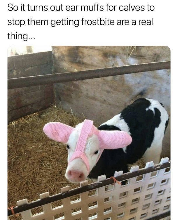 Wholesome Stories (52 pics)