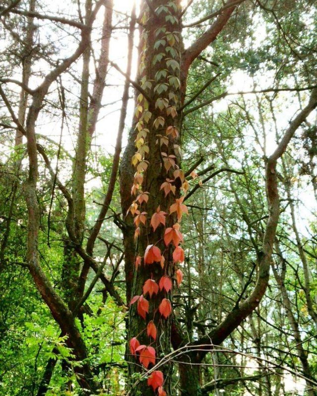 Nature Wonders (36 pics)