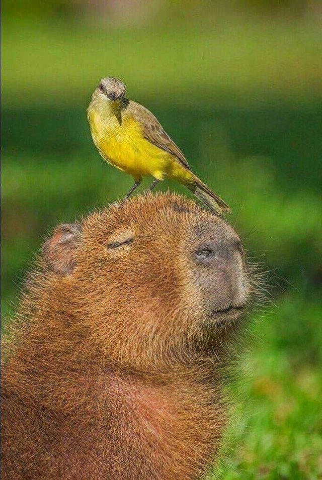 Acid Picdump 2 (89 pics)