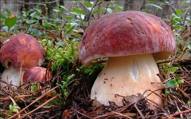 Acid Picdump 1 (92 pics)