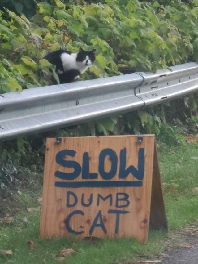 Acid Picdump 1 (92 pics)